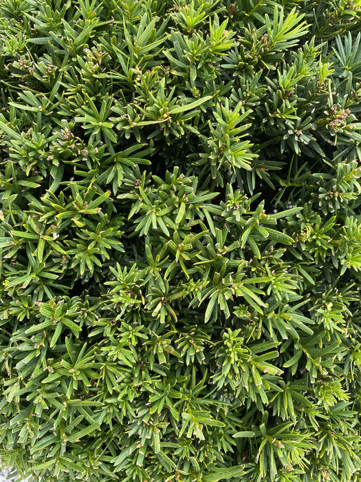 Yew or Taxus Baccata Ball 20 Litre Pot 40cm Plus