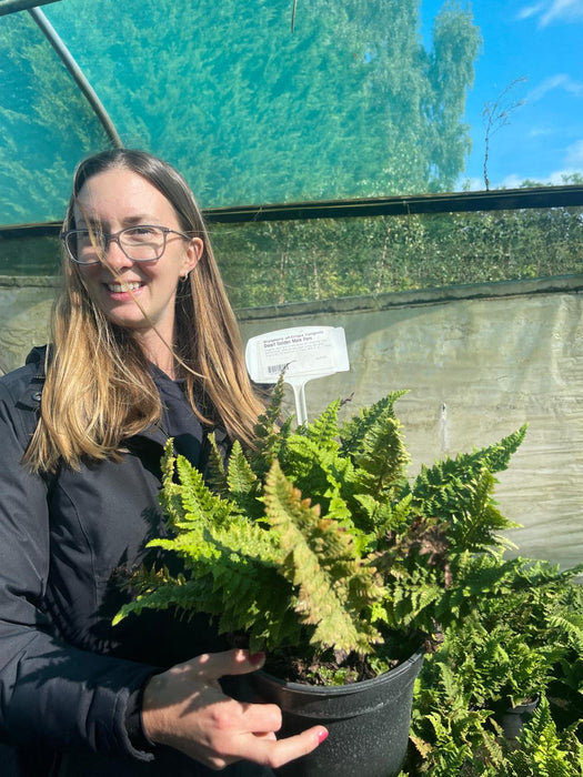 Dryopteris affinis Crispa Congesta 3 Litre Pot