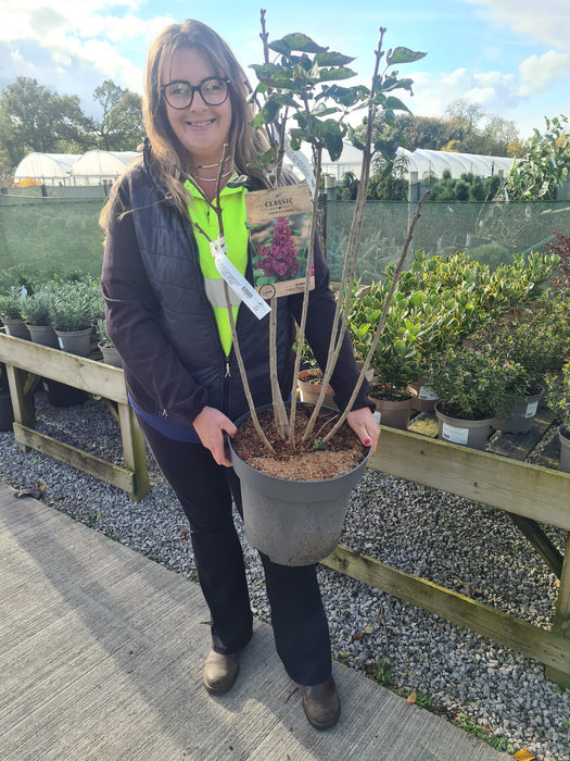 Syringa Charles Jolly 12 Litre Pot 80/100cm