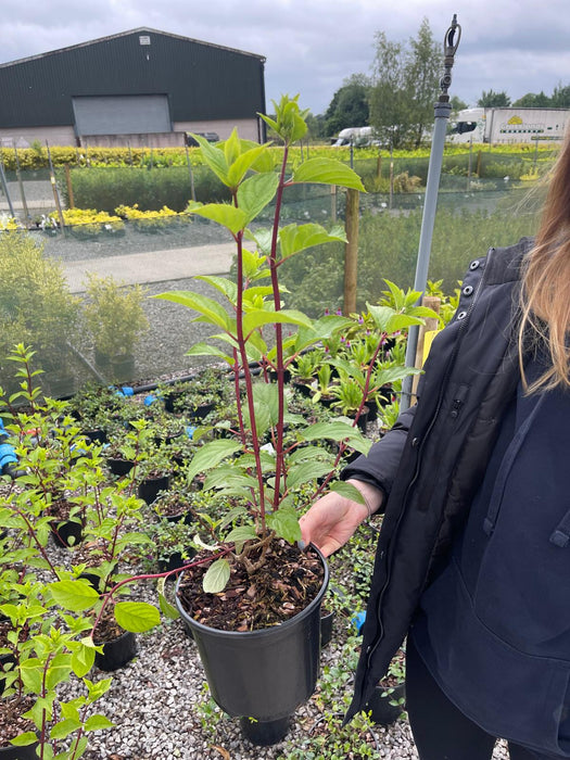 Hydrangea paniculata Vanille Fraise 3 Litre Pot