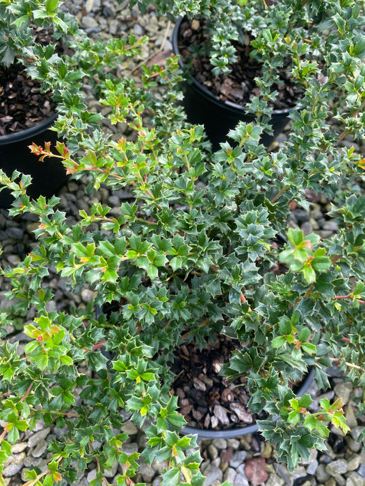 Berberis Darwinii Compacta 3 Litre Pot