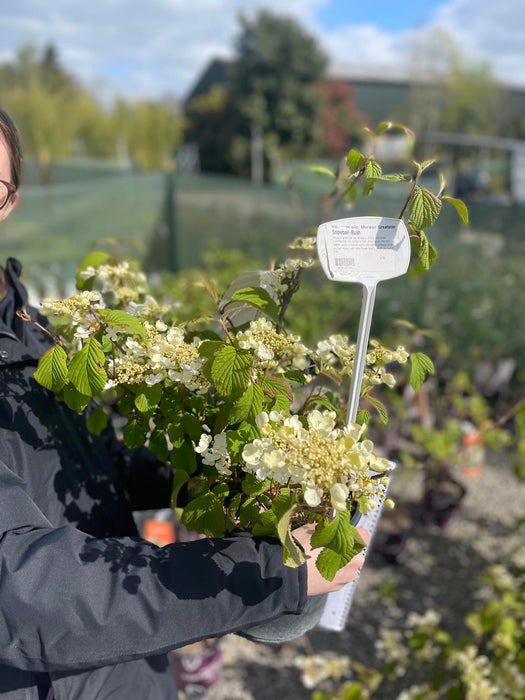 Viburnum plicatum Kilimanjaro  4 Litre Pot