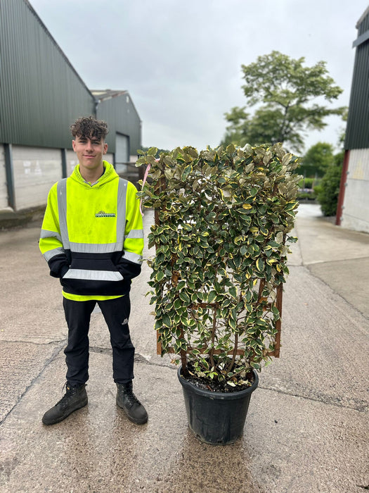 Elaeagnus x Vivileg Pleached Wall Frame 45 Litre Pot 120x70