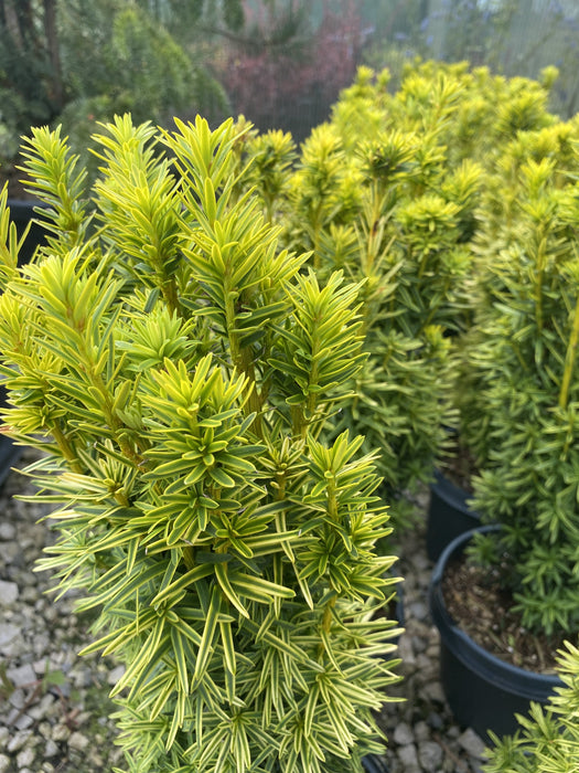 Taxus Baccata David 3 Litre Pot