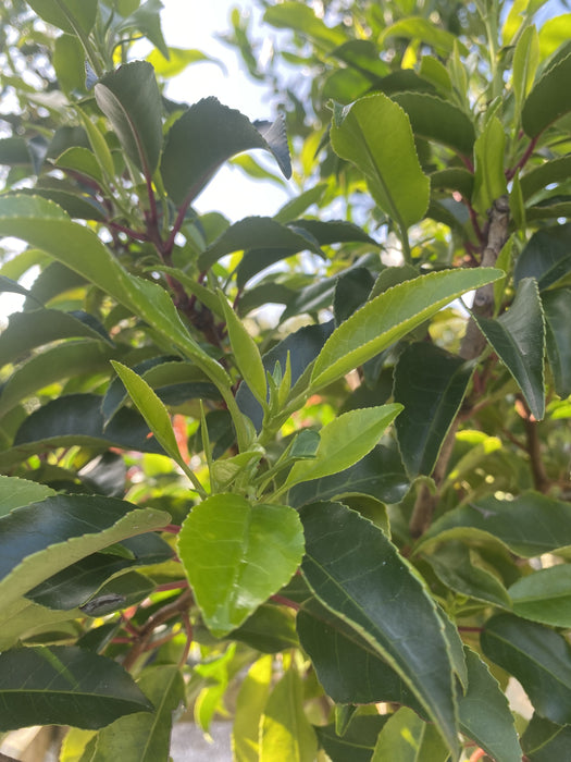 Prunus Lusitanica Brenelia 1/2 Standard