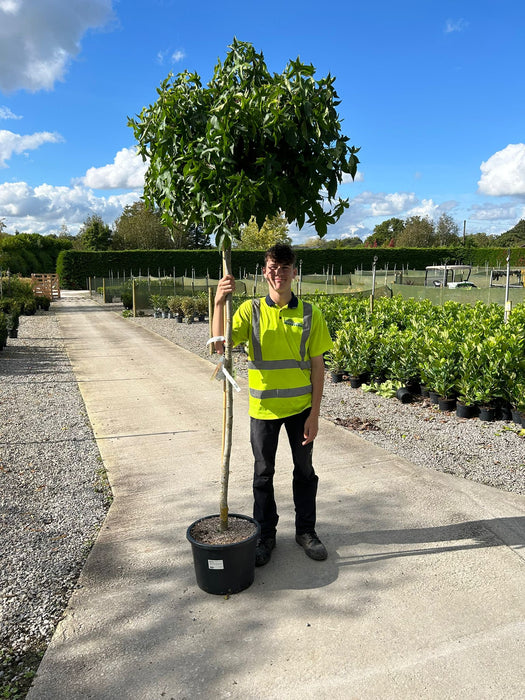 Liquidambar s. Gumball  25 Litre Pot 180cm Stem