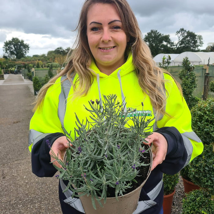 Lavender Angustifolia Hidcote 5 Litre Pot