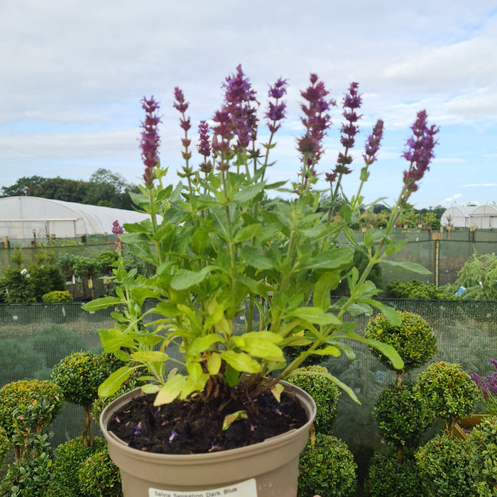 Salvia Sensation Dark Blue 2 Litre Pot