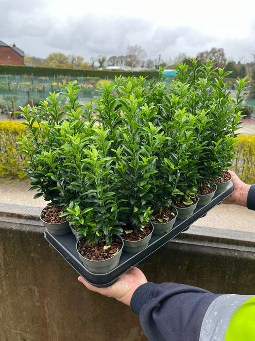 Euonymus japonicus Green Spire 18 x 9cm Mega Pack