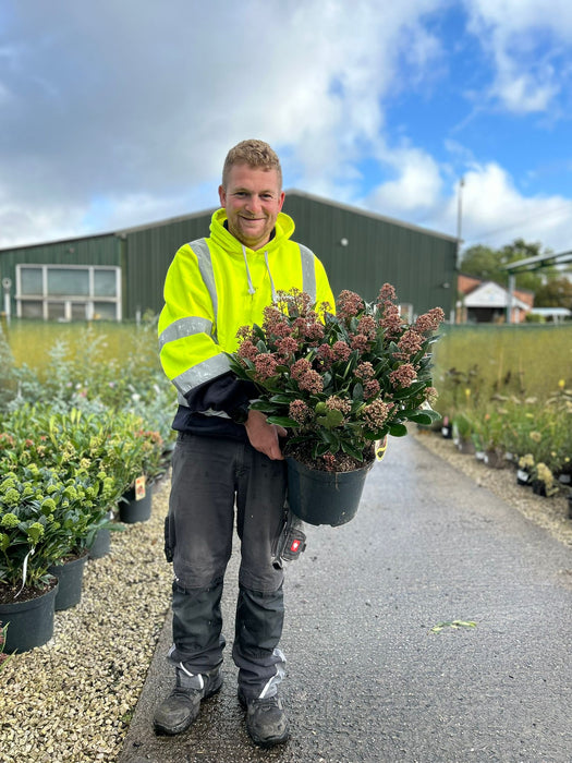 Skimmia Japonica Rubella 7.5 Litre Pot