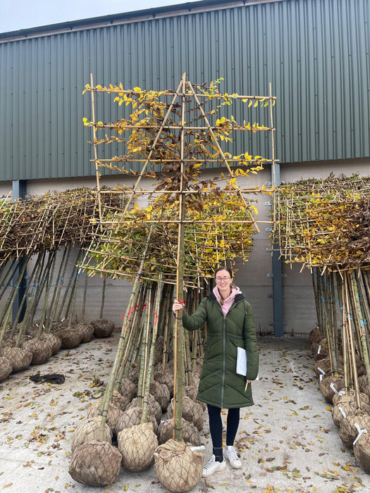 Carpinus B. Pleached Rootballed 10/12Girth 180 Stem, 120 Tallx150 Wide