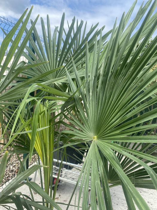 Trachycarpus Fortunei 20 Litre Pot