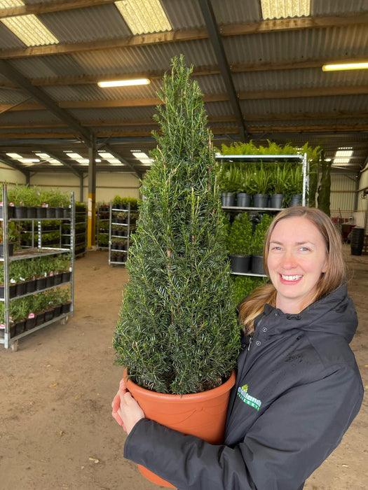 Taxus Baccata Cone 10 Litre Pot 75/80cm