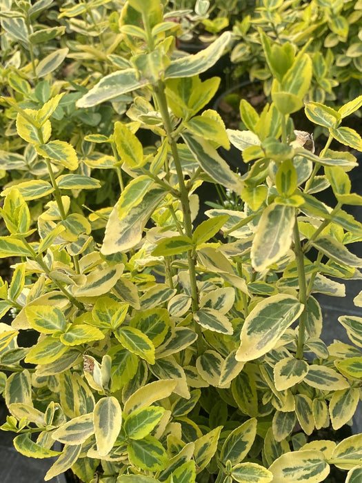 Euonymus Emerald and Gold 2 Litre Pot