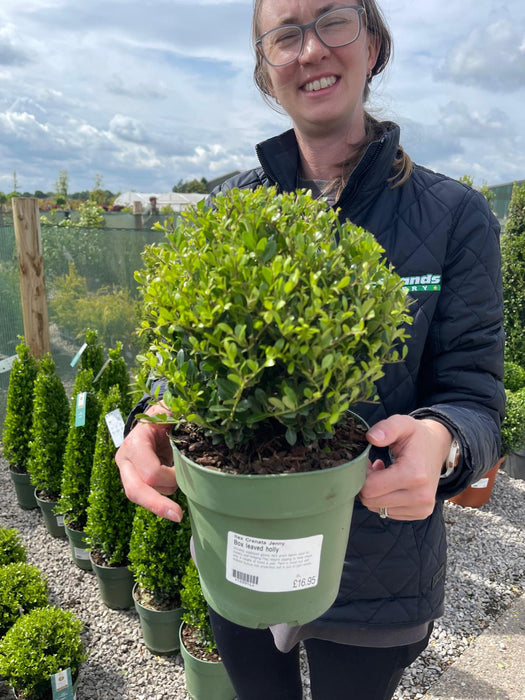 Ilex Crenata Jenny Ball 2 Litre Pot 20cm