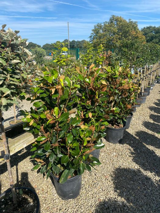 Magnolia G. Little Gem 18 Litre Pot 80/100cm