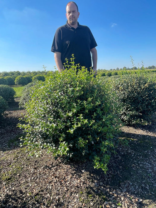 Osmanthus Burkwoodii Root Ball Topiary Ball 90/100cm Wide Dug To Order