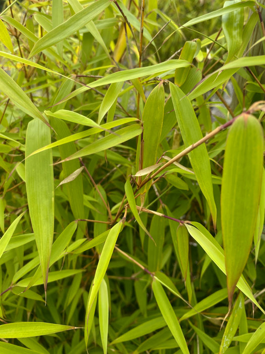 Bamboo Fargesia Ruffa 7.5 Litre Pot