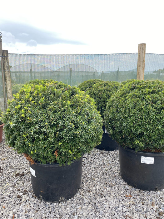 Taxus Baccata Ball 60cm