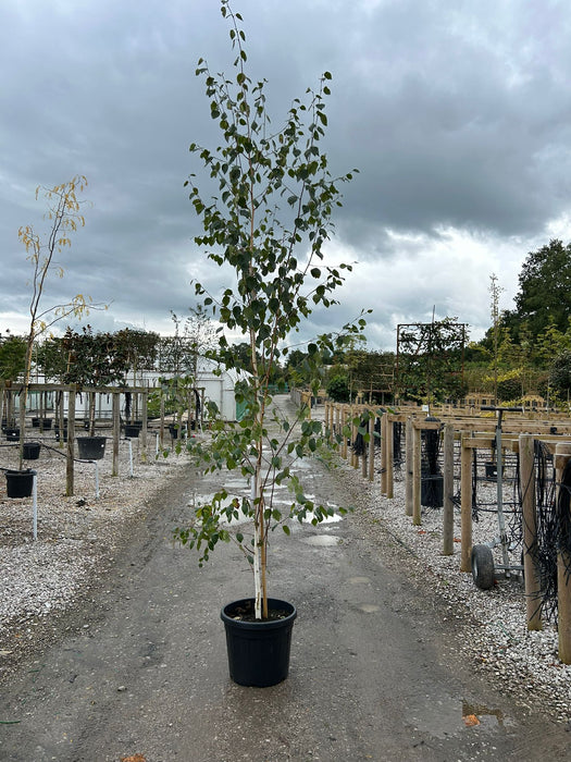 Betula Utilis Jacquemontii 45 Litre Pot