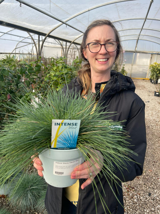 Festuca Glauca Intense Blue 2 Litre Pot