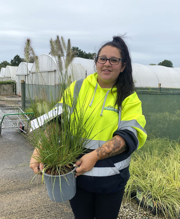 Pennisetum Alopecuroides Hameln 4.5 Litre Pot