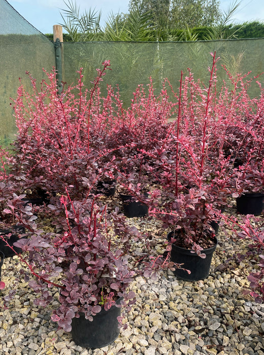 Berberis thunbergii Harlequin 2 Litre Pot