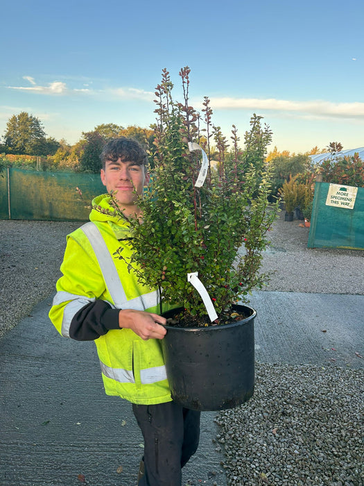 Berberis thunbergii Orange Torch 20 Litre Pot 90cm