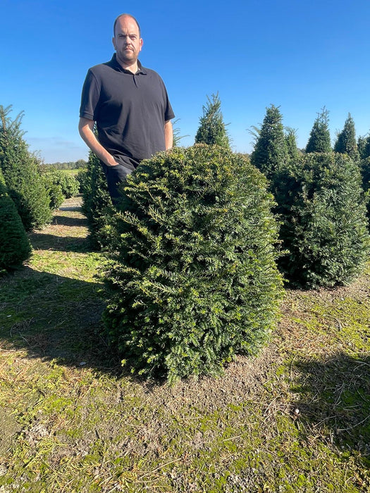 Yew - Taxus Baccata - Beehive 110/190cm Root Ball Dug To Order