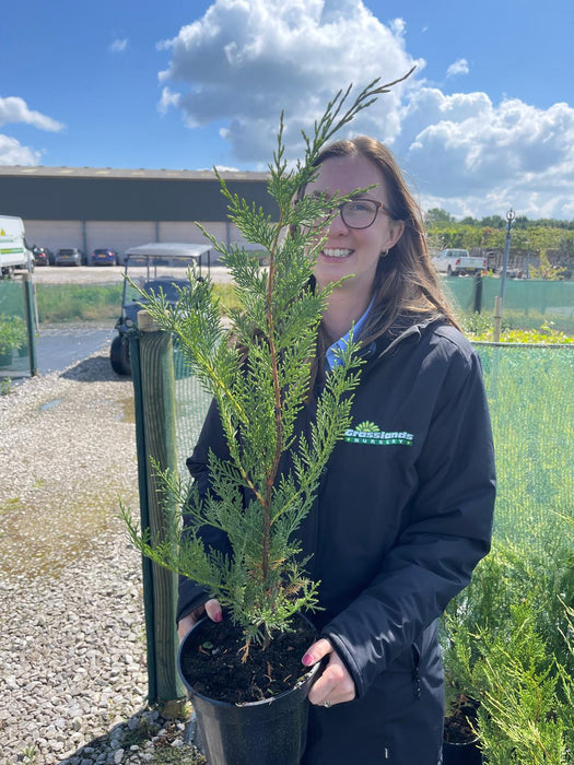 Leylandii Hedging 3 Litre Pot 50/60cm