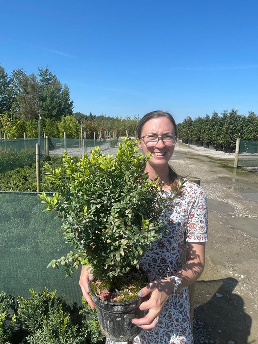 Box Hedging 3 Litre