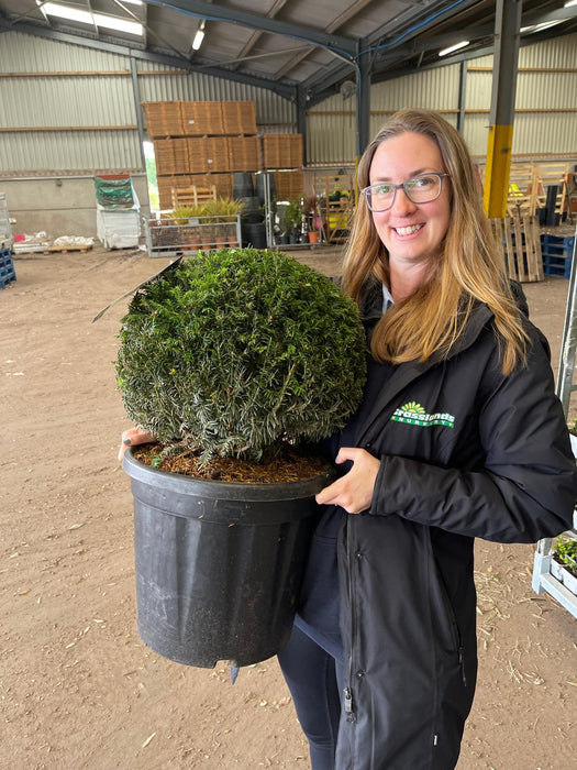 Yew or Taxus Baccata Ball 20 Litre Pot 40cm Plus