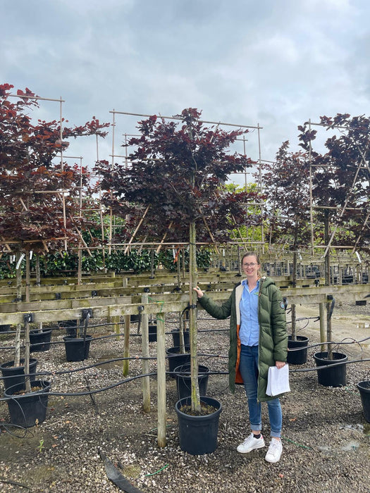 Copper Beech Fagus Sy. Atropunicea Pleached 150 Trunk 120 H x 150 W Frame