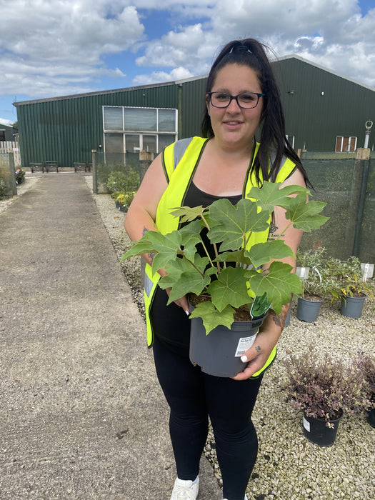 Tetrapanax Papyrifer- Rice Paper Plant 3 Litre Pot