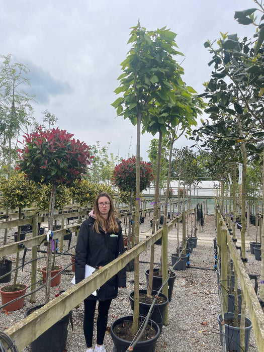 Catalpa Bignionoides Nana Rootballed 10-12cm Girth Delivery November