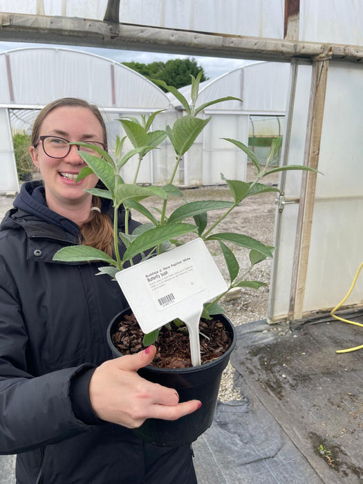 Buddleja d. Reve Papillon White 3 Litre Pot