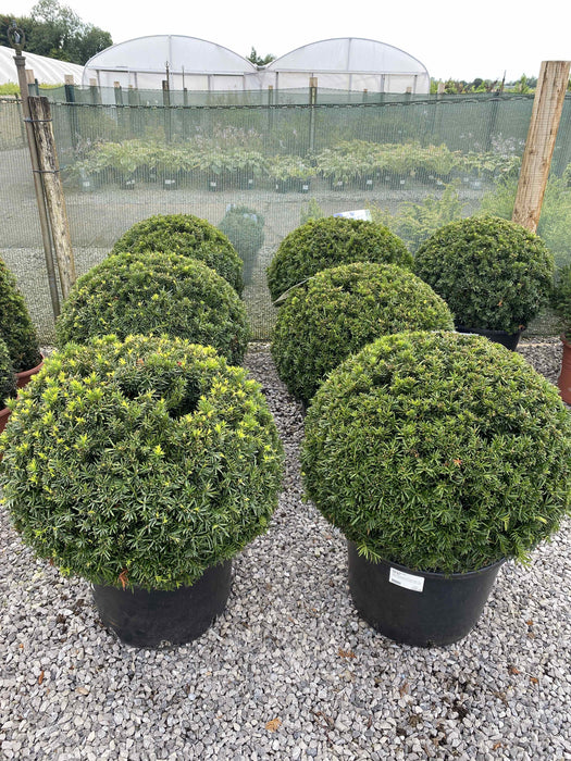 Taxus Baccata Ball 60cm