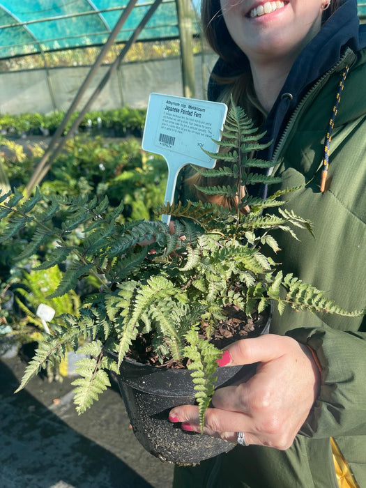 Athyrium Metallicum 3 Litre Pot