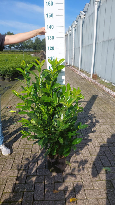 Laurel Hedging, Cherry Laurel Hedging 10 Litre Pot 100/125cm