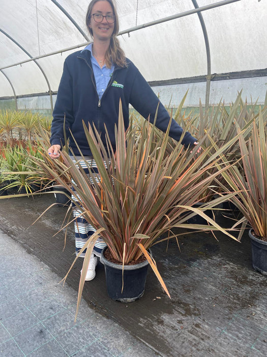 Phormium Rainbow Queen 15 Litre Pot