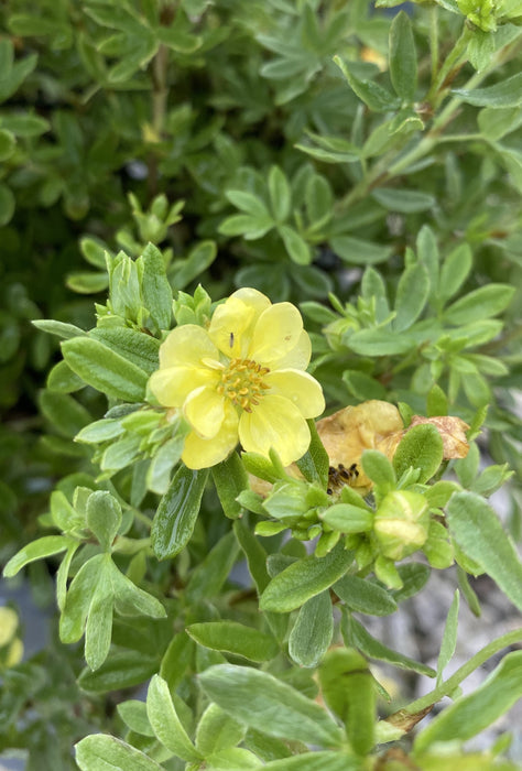 Potentilla fruticosa Double Punch Mango 4.5 Litre Pot