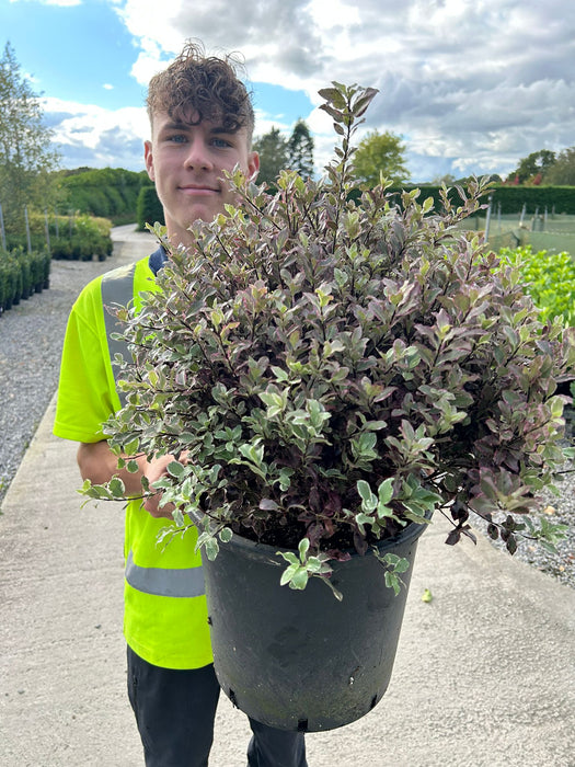 Pittosporum Tenuifolium Bannow Bay 15 Litre Pot