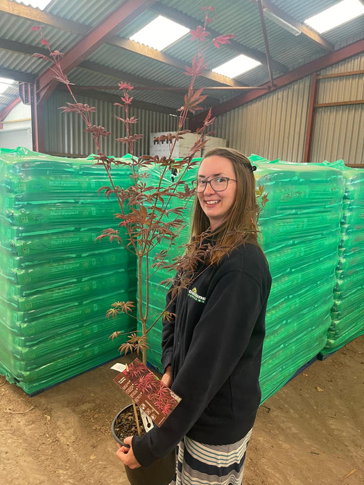 Acer Palmatum Trompenburg 4.5 Litre Pot