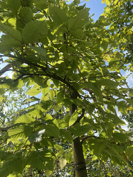 Beech Pleached Or Fagus Pleached 150 Trunk 120 Wide x 140 High Frame 10/12 Girth