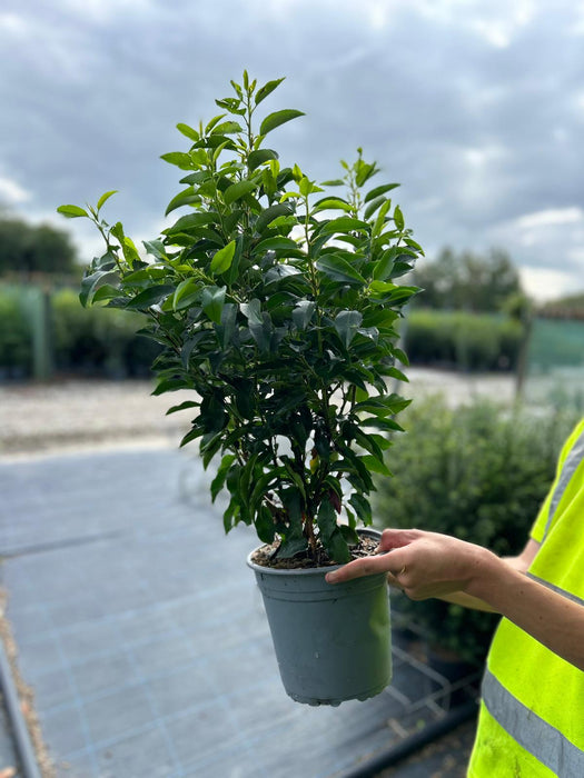 Prunus Lusitanica Myrtifolia Portuguese Laurel 4.5 Litre Pot 50/60cm