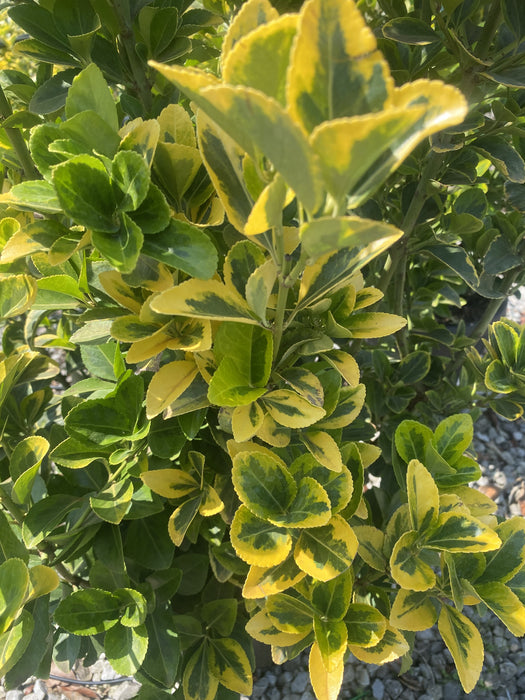 Euonymus japonicus Aurea 9 Litre Pot