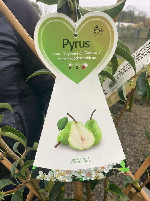 Pear Doyenne Du Comice 7.5 Litre Pot Fan Trained