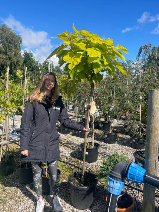 Catalpa Bignionoides Aurea Half Std 20 Litre Pot