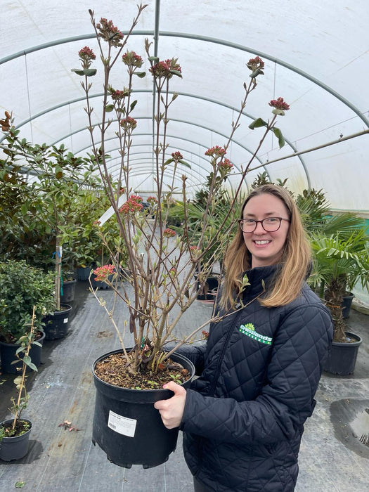 Viburnum Burkwoodii Mohawk 10 Litre Pot