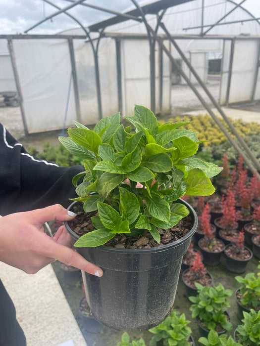 Hydrangea Together 3 Litre Pot